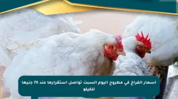 أسعار الفراخ في مطروح اليوم السبت تواصل استقرارها عند 70 جنيها للكيلو